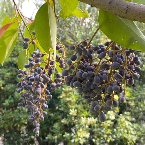 semillas de plantas de cobertura de ligustro arbustos de rápido crecimiento semillas de ligustro bonsái de interior bonsái arbustos resistentes arbustos de floración resistente 55pcs