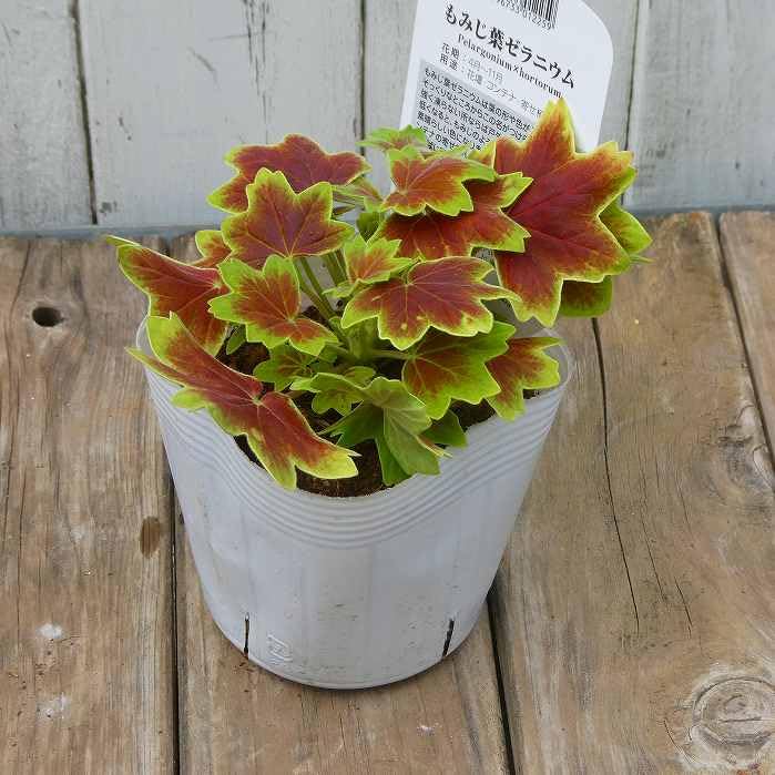 Amazon.co.jp: ゼラニウム 苗 もみじ葉 3.5号 カラーリーフ 星咲き