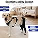 Spajoy Dog Knee Brace with Adjustable Support Acl Hind Leg for Support with Cruciate Ligament Injury, luxating Patella,Arthritis,Dog Acl Knee Brace with Dog Chest Harness
