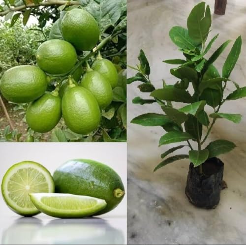 Image of Gondhoraj Lemon Live Fruit Plant for Home Garden, Aromatic Citrus Tree Sapling for Outdoor Gardening, 1 Plant