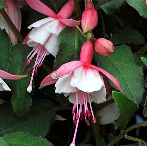 Fuchsia 'Alice Hoffman' 1 Litre Pot Size x 3