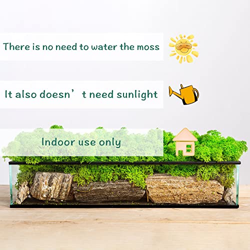 Moss For Potted Plants, Terrarium Moss. Reindeer Moss, Moss For Fairy Garden, Preserved Moss, Moss For Crafts, Green Moss For Planters, Diy Projects & Ideas (Nature Green,3Oz) #TOP5