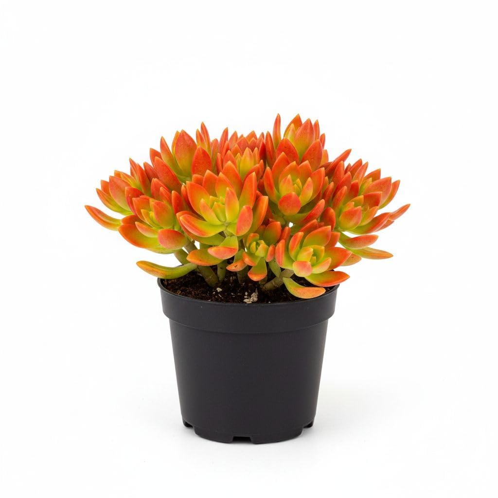 Campfire Succulent Plant (Crassula/Echeveria Variety) | Vibrant Red & Green Leaves | Low Care Indoor & Outdoor Plant With Plastic Pot-image-44