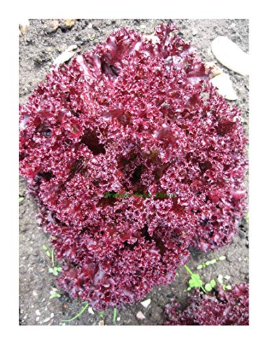 PREMIER SEEDS DIRECT - Lettuce Seeds - Lolla Rossa - 3000 Italian Seeds