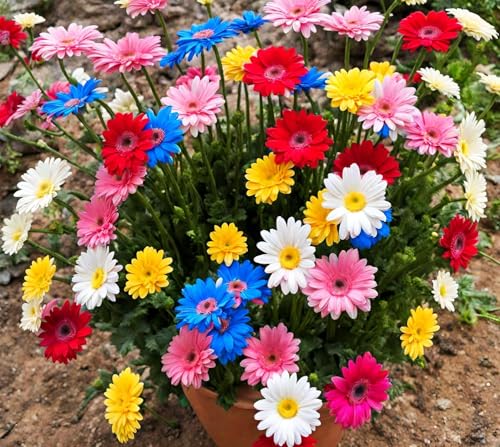 Gerbera Daisy Mixed Seeds 300 Pack Non-GMO Colorful Large-Flower Variety Ideal for Gardens Containers & Indoor/Outdoor Decoration