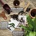 Bonsai Kit incl. eBook GRATUITO - Set con macetas de coco, semillas...