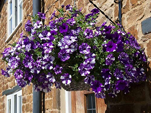 300+ Night Sky Petunia Flower Seeds - Heirloom Rare Dwarf Wave Petunia Flower Seeds for Hangin Basket Non-GMO