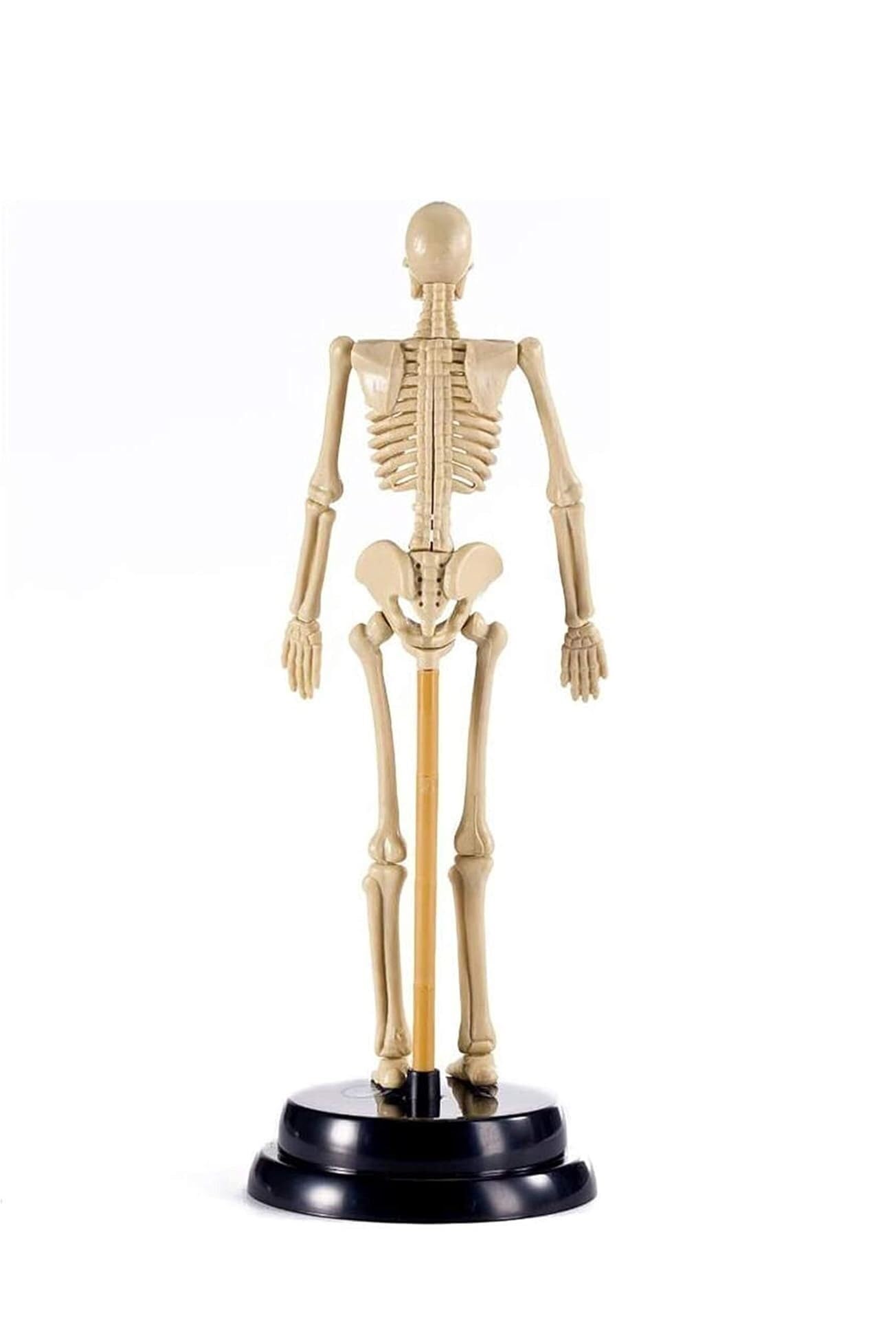 Mini model szkieletu ludzkiego do anatomii, zestaw do montażu szkieletu z PVC o przekątnej 17,7 cala ze stojakiem, narzędzie do nauczania