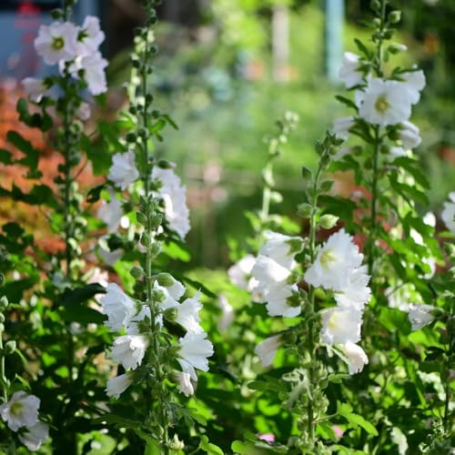 Semi di malvarosa, acquistare semi di malvarosa, decorazione del soggiorno decorazioni floreali 250pcs