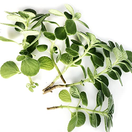 Organic Vicks Plant, Plectranthus tomentosa, Cuttings - 5, 10 or 25 ea (10)