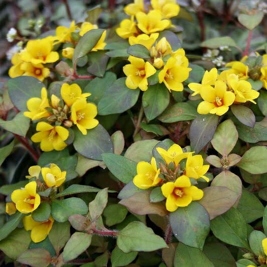 Amazon.co.jp: ハッピーガーデン 花苗 リシマキア リッシー 1鉢3号