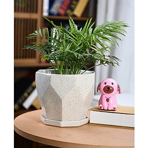 Pot de plante cactus pour éviter l'excès d'eau des racines - 3