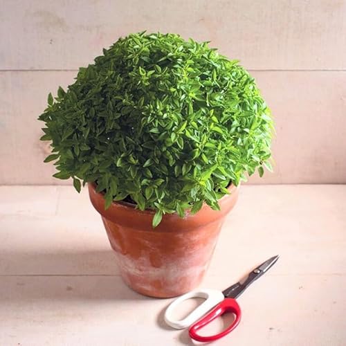 �y�n�[�u�̎�z�u�b�V���o�W�����A�t���o�W�� �Ԃ̎�q ��200���I [���s�A���i]