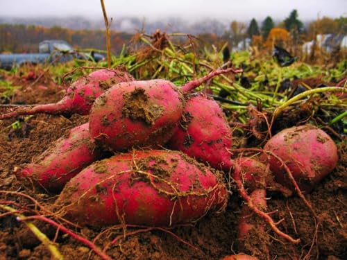 RED Garnet Sweet Potatoes (3) Tuber for Slips