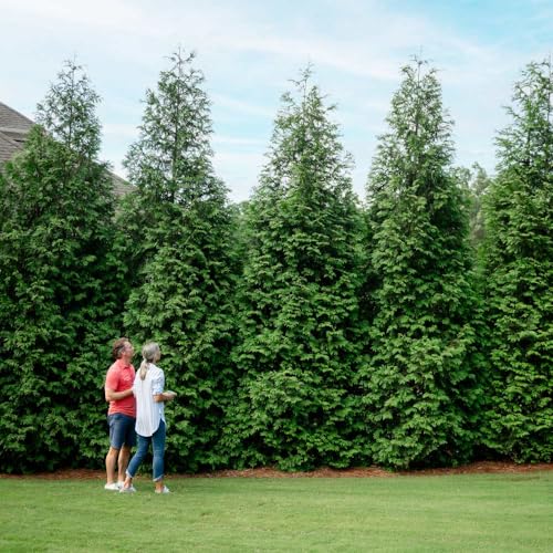Brighter Blooms - Thuja Green Giant Arborvitae 1-2 ft. - No Shipping to AK AZ HI OR