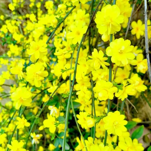 Semillas de jazmín de invierno, Jazmín nudiflorum, silvestres semillas de jardín de rocas resistentes 50pcs