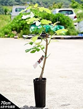 Amazon.co.jp: いちじく 【サマーレッド】 2年生 スリット鉢植え : DIY Amazon.co.jp: いちじく 【サマーレッド】 2年生 スリット鉢植え : DIY