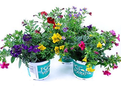 Sommerblumen Trio Set Nr.2, 3 bunte Trio Beet und Balkonblumen (z.B. mit...