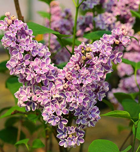 Hochstamm Edelflieder Sensation 80-100cm - Syringa vulgaris