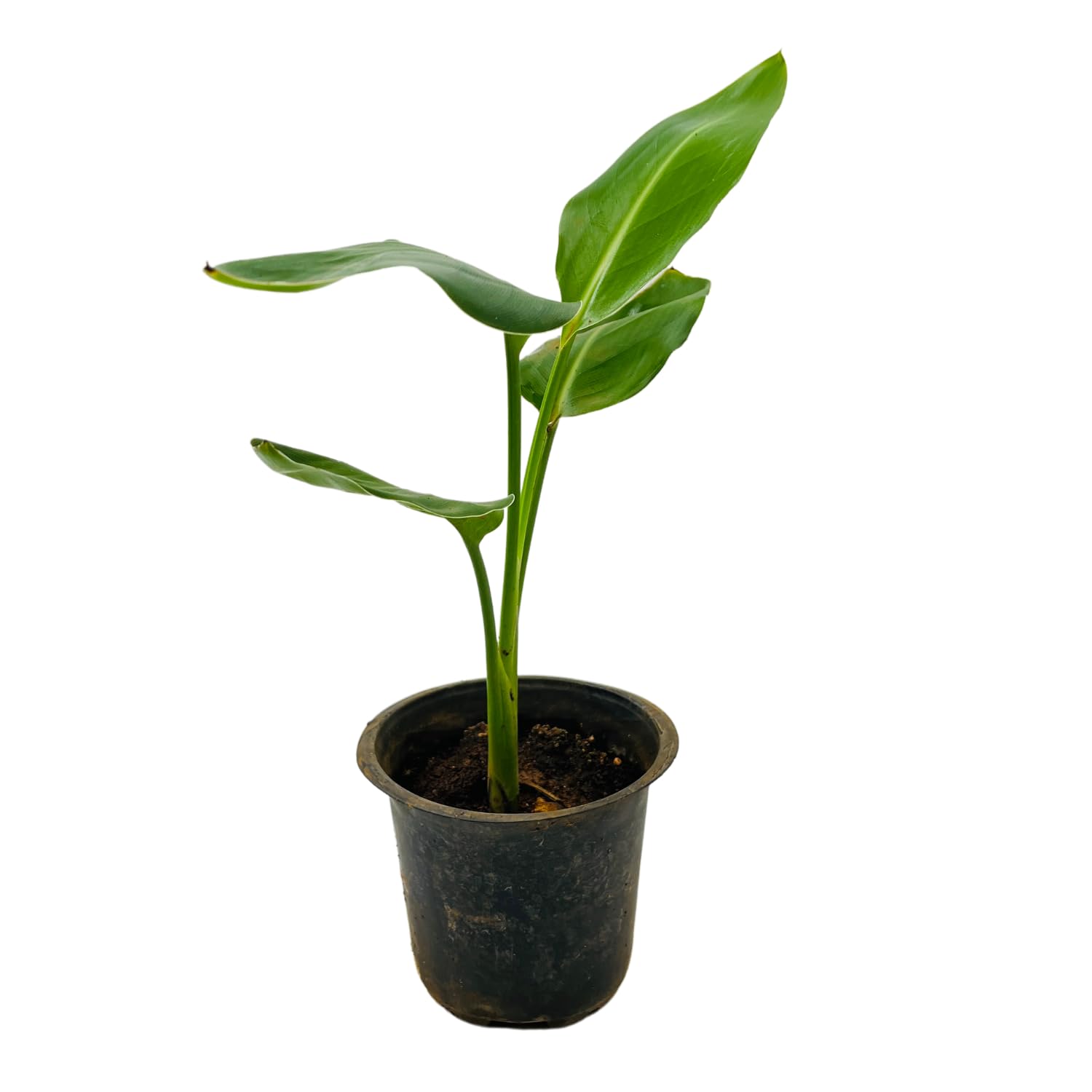 Hug A Plant | Bird Of Paradise Small (Strelitzia reginae)- Live Plant (Home & Garden) (B0C898H3CS) Amazon Price History, Amazon Price Tracker