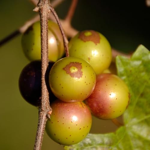 Early Fry Muscadine Grape Vine Live Plant, Hardy Fruit Tree Bareroot 1-2 Yr