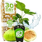 Lattarula Honey Fig (Italian Honey) Live Fig Plant - Ficus carica by Wellspring Gardens - Starter Plant for Your Garden and Patio - Grow Your Own Edible Fruit Tree