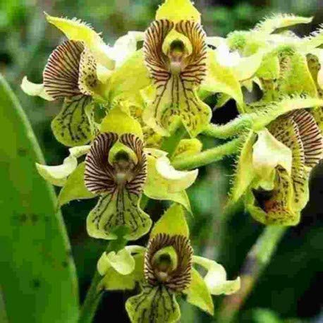 Dendrobium macrophyllum sp.-picture-10