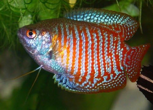 Dwarf Gourami 1.5-2 Inches - Freshwater Live Tropical Fish