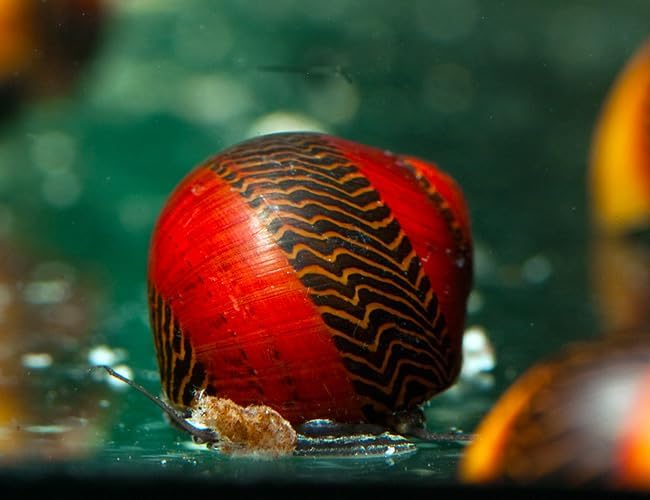 Swimming Creatures™ Assorted Red-Racer Nerite Snail, Freshwater Aquarium Snail Live (3count)
