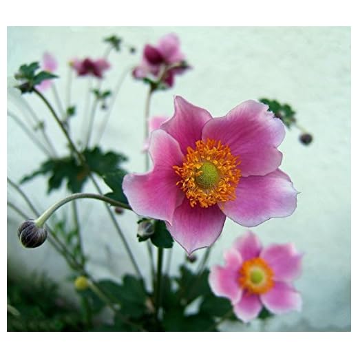 10 Semi Anemone cinesi, thimbleweed giapponese, hupehensis Anemone