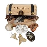 versteinerte muscheln bestimmen Enthalten sind folgende Fossilien/ Versteinerungen: Rippenammonit ca. 20 - 30 mm, Holz Scheibe versteinert: ca. 10 - 20 mm, Haizahn als Anhänger: ca. 15 - 20 mm, Goniatit als Anhänger ca. 20 - 30 mm, Sandrose versteinert: ca. 25 - 40 mm, Orthoceras: ca. 30 - 40 mm, Muschel versteinert: ca. 20 - 30 mm, Haizahn versteinert: ca. 15 - 25 mm, Ammonit / Schnecke versteinert: ca. 20 - 30 mm