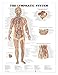 The Lymphatic System Anatomical Chart