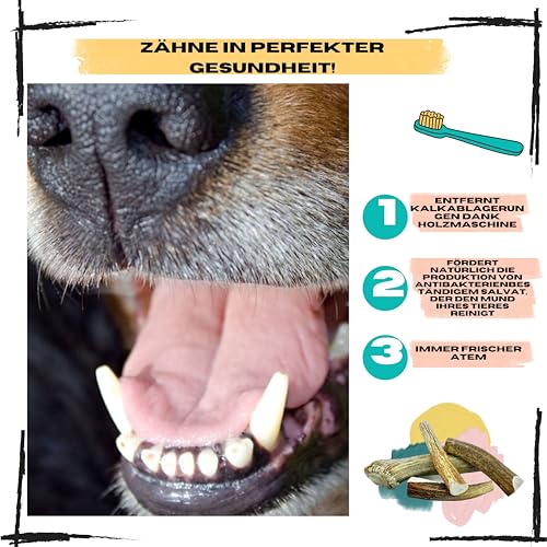 Hirschgeweih für Hunde | Größe L Hunde von 20 bis 30 Kg | Natürliche Zahnreinigung | Langanhaltender Kauspaß | 100% Natürliche Mineralienquelle | Stressabbau | Futtermittelunverträglichkeiten
