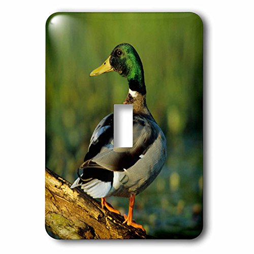 Interrupteur à bascule simple motif canard colvert pour salon ou bureau - 2
