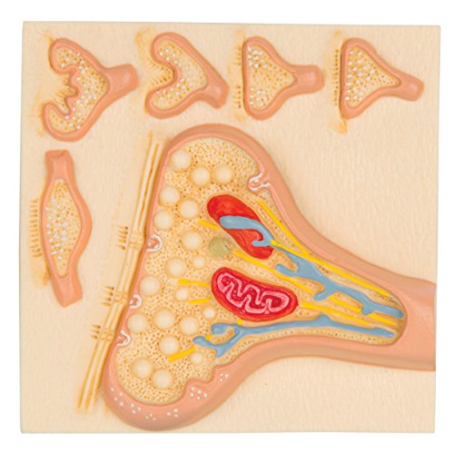 Image of 3B Scientific C40 /5 Synapse - 3B Smart Anatomy