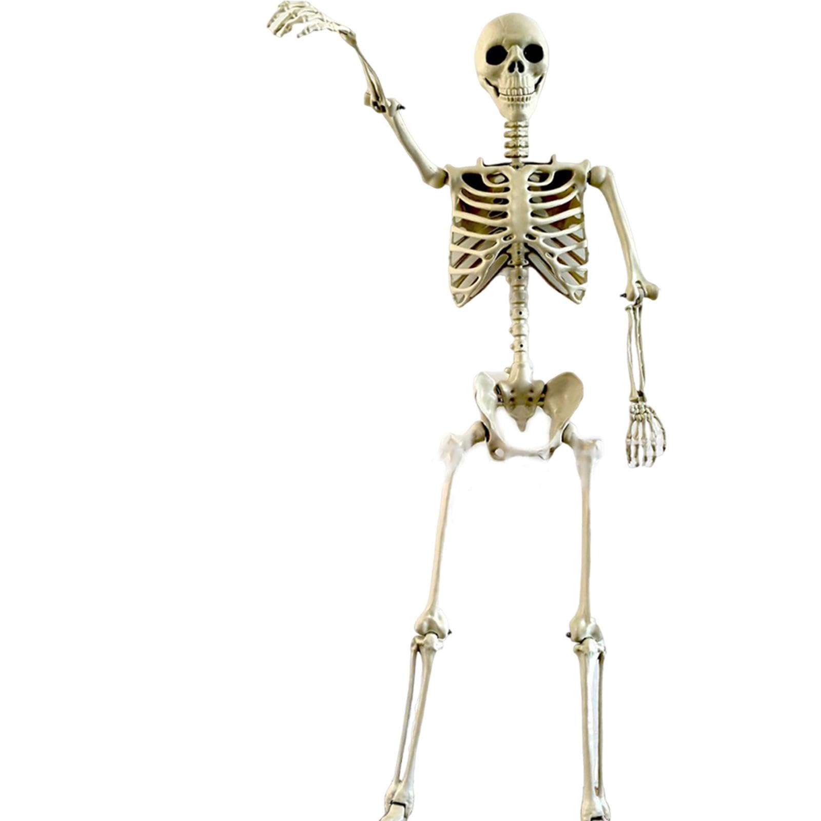 Decorazione Scheletro di Halloween, Ornamento Decorativo Flessibile con Giunti Mobili per Progetti Scolastici, Feste a Tema E FESTIVITÀ, 170 Cm