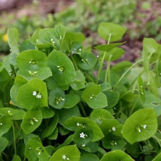 Winter Purslane Salad - 1000 Seeds + freebie + Plant tag Claytonia Perfoliata
