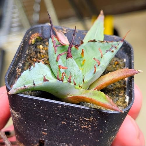 観葉植物 アガベ」の人気商品一覧 | 安い商品を通販サイトから探す
