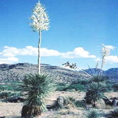 Amazon.com : Tropical Oasis Yucca Elata Soaptree - 10 Seeds