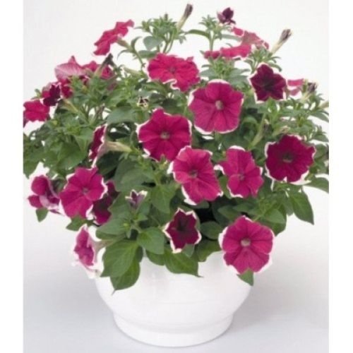 Seeds 50 Semi di Petunia pellettato Hulahoop Rose : Seeds Only