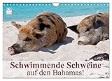 Schwimmende Schweine auf den Bahamas! (Wandkalender 2023 DIN A4 quer), Calvendo Monatskalender - Elisabeth Stanzer 