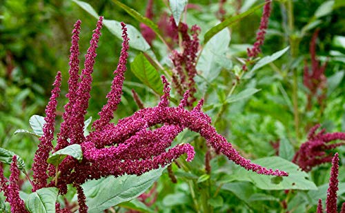 PLAT FIRM Germination Seeds: 60 000: Organic Amaranth 30000-150000 Seed Ships from USA Gardening Sprouting