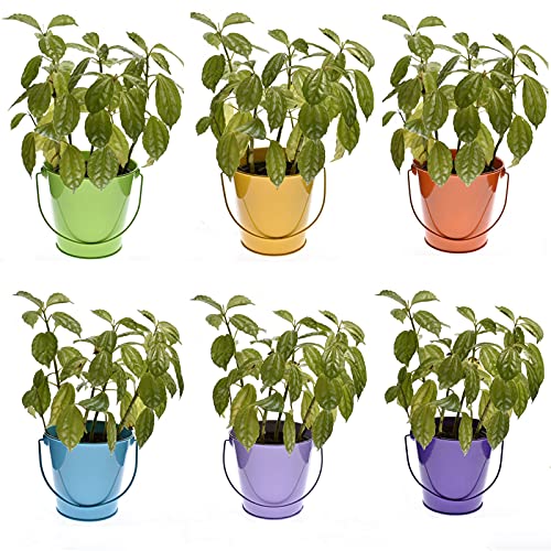 TAKMA Small Metal Buckets with Handle - 6 Pack Colored Galvanized Bucket for Kids,Classroom,Crafts,and Party Favors . (Multi-Colored, 4.3\" Top)