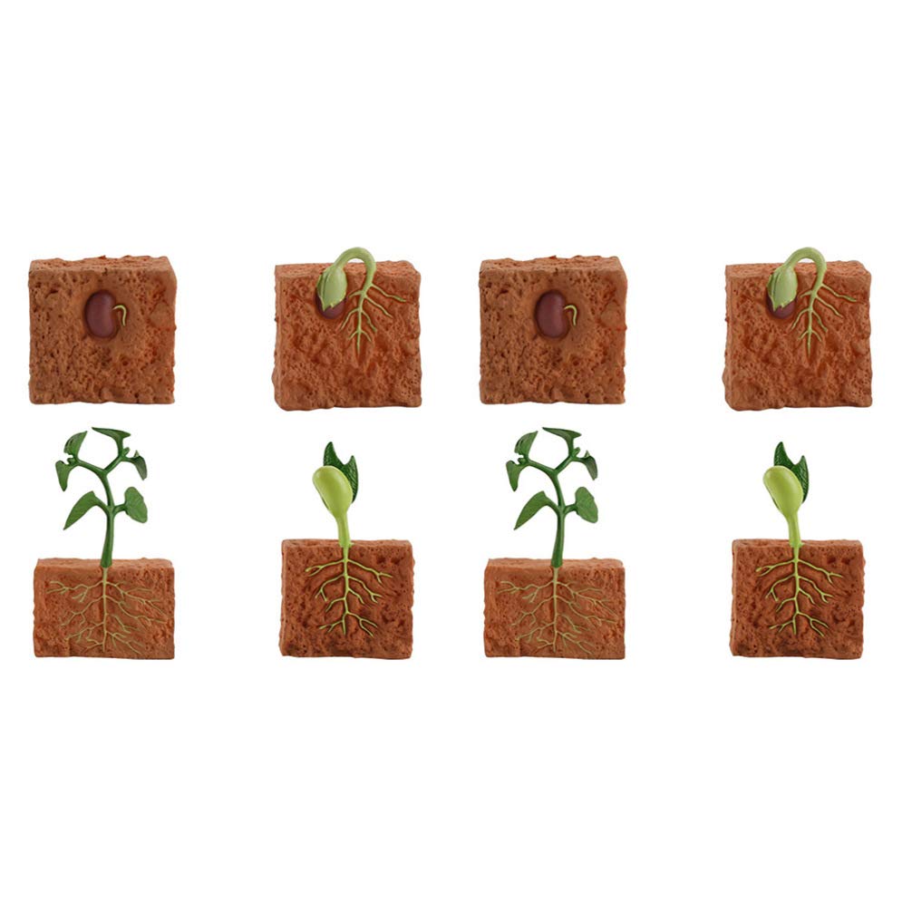 Buy YARNOW 2 Sets Life Cycle of a Green Bean Plastic Growth Model