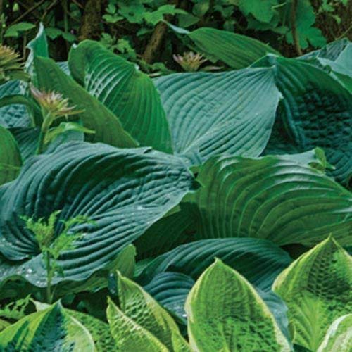 SEMI DI GERMINAZIONE: Hosta sieboldiana 'Elegans' (1 Racine)