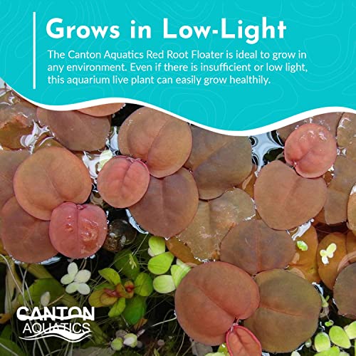 Canton Aquatics 30+ Red Root Floater - Live Aquarium Plants thumb #7