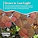 CANTON AQUATICS Live Aquarium Red Root Floater Plants - Highly Sought & Removes Nitrates - Easy to Maintain - Increases Beaty - Promote High Water Quality - 4 Ounce Portion