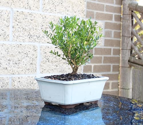 Brussel'S Bonsai DT0523HB Live Harland Boxwood Bonsai Tree - Medium, 5 Years, 8 To 12 Inches Tall - Outdoor Bonsai Tree thumb #3