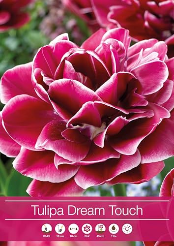 Bulbi di Tulipani Dream Touch | tulipani viola | tulipani doppi | confezione da 6 bulbi | bulbi autunnali | calibro 11/12 cm | MY PLANTIS | spediti da Italia