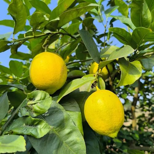 semi di limone, di limone da frutto colonnari da balcone frutto colonnare comprare colonnari nani, resistenti serre balcone semi raro 10pcs